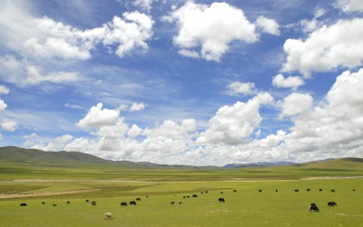 006. チベットの草原